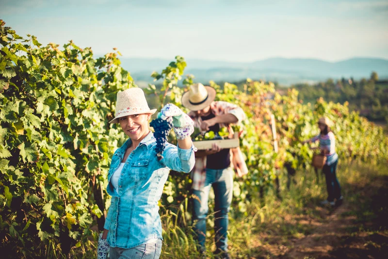 Traubenlese im Weingarten: Frau hält blaue Weintrauben hoch.